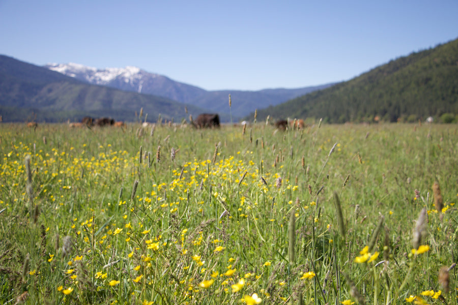 Grass Fed & Finished: A Look at Grass Fed Meat, What it Means & Why It's Better