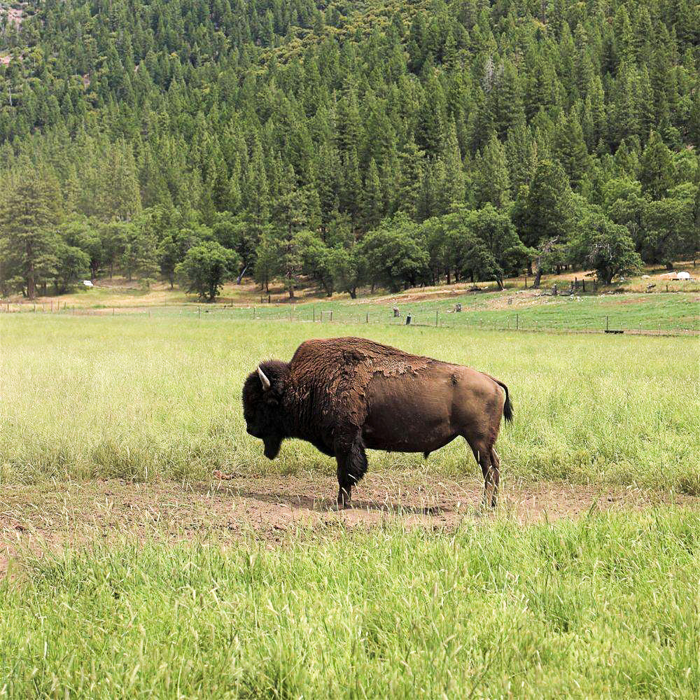 Ultimate Freezer Filler * 10 LBS BISON * Buy Ranch Direct