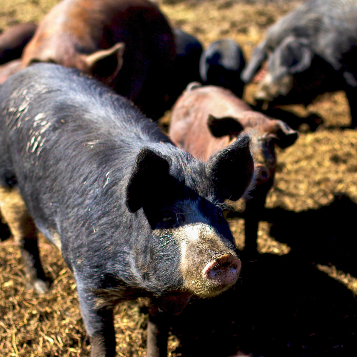 Ultimate Freezer Filler * 10 LBS PORK * - Buy Ranch Direct