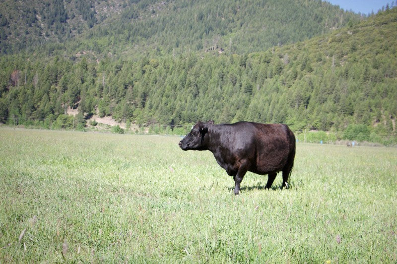 Low Line Cattle