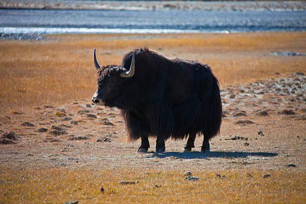 Domestic Yak