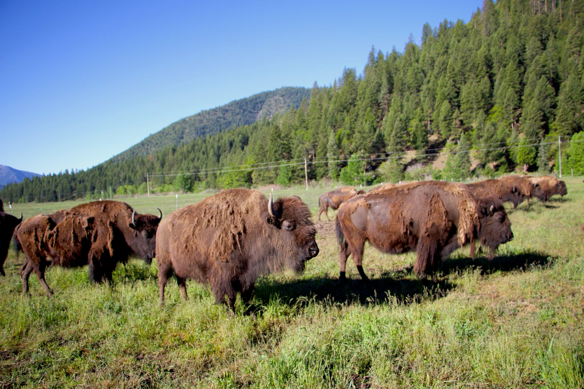 Thunder of the Plains:  The American Bison