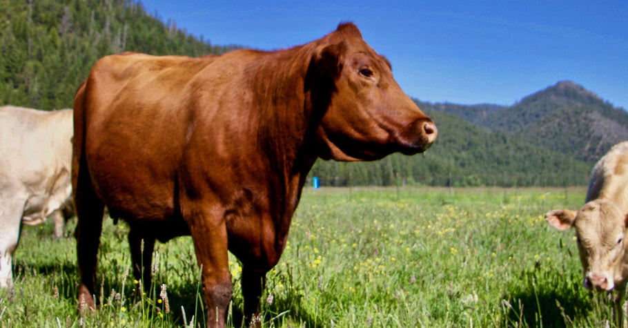 Environmental Benefits of Choosing Grass-Fed Meat Over Grain-Fed Meat