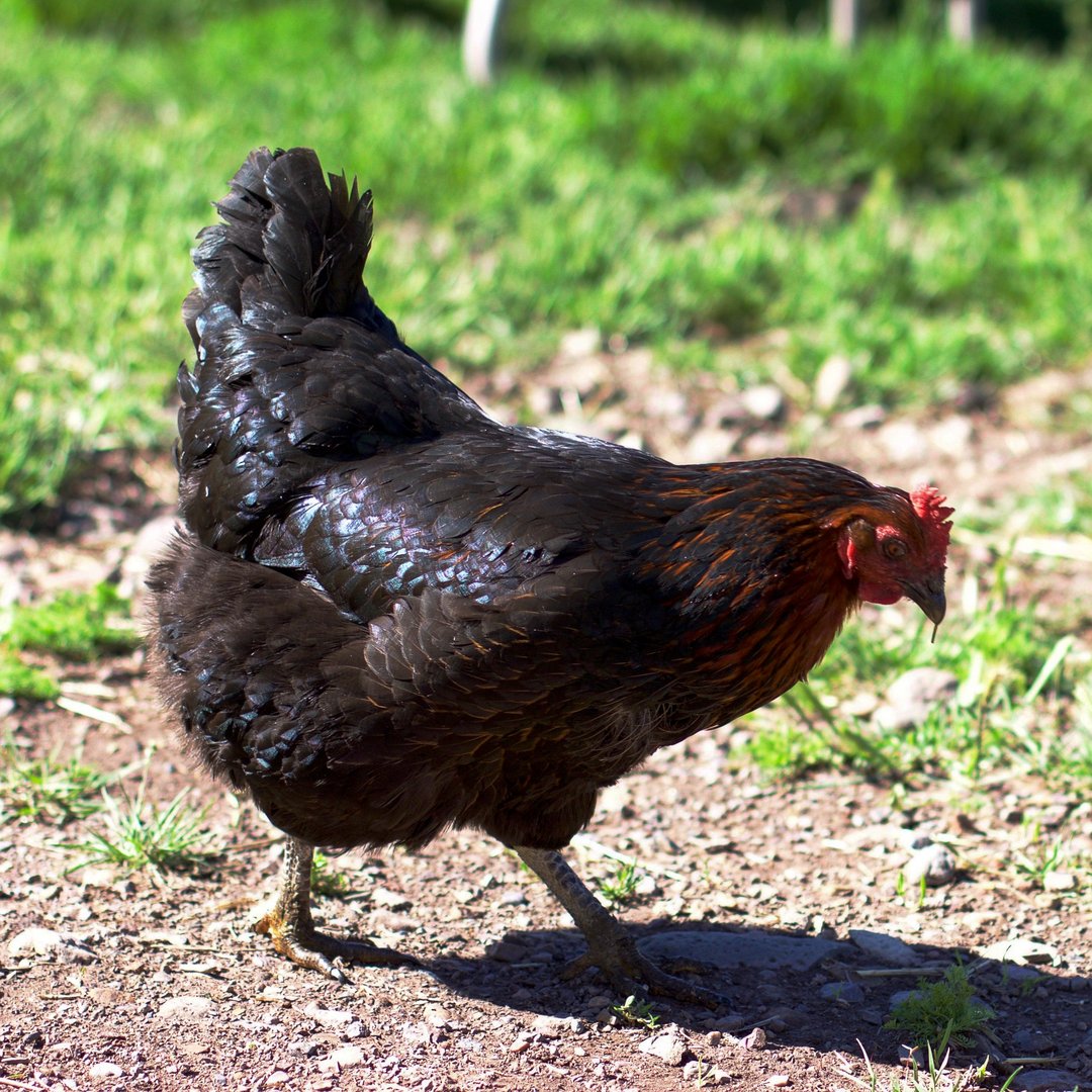 Direct Poultry Poultry – Buy Ranch Direct