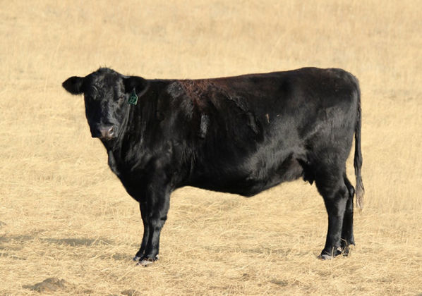 Beef – Buy Ranch Direct