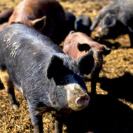 Ultimate Freezer Filler * 25 LBS PORK *